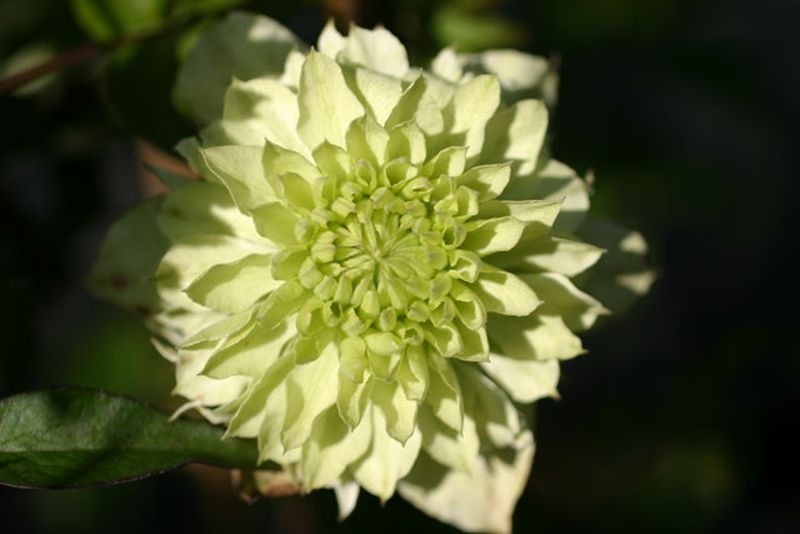 Clematis florida 'Alba Plena' - Waldrebe 'Alba Plena'