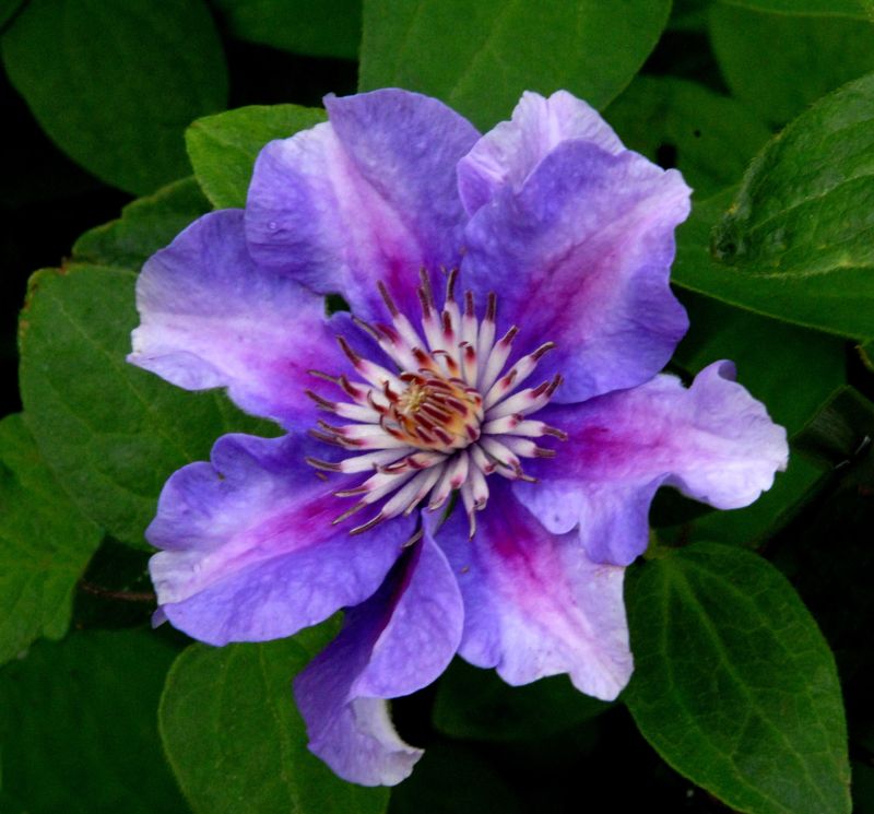 Clematis 'Ashva' - Waldrebe 'Ashva'