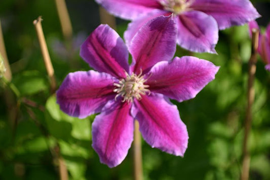 Clematis 'Dr. Ruppel' - Waldrebe 'Dr. Ruppel'