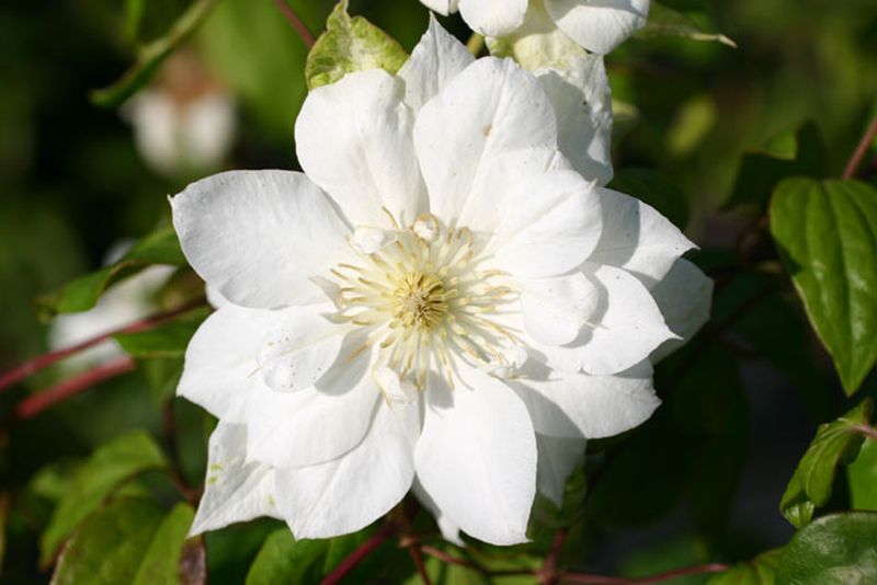 Clematis 'Duchess of Edinburgh' - Waldrebe 'Duchess of Edinburgh'