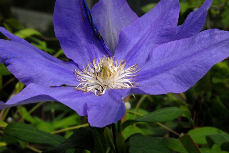 Clematis 'H.F.Young' - Waldrebe 'H.F.Young'