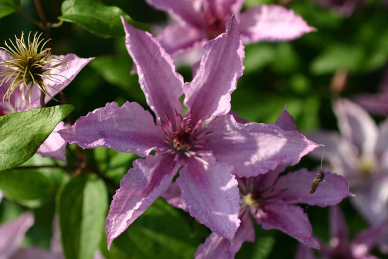 Clematis 'Hagley Hybrid' - Waldrebe 'Hagley Hybrid'
