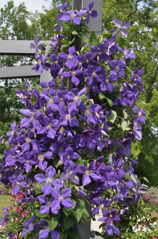Clematis 'Jackmanii' - Waldrebe 'Jackmanii'