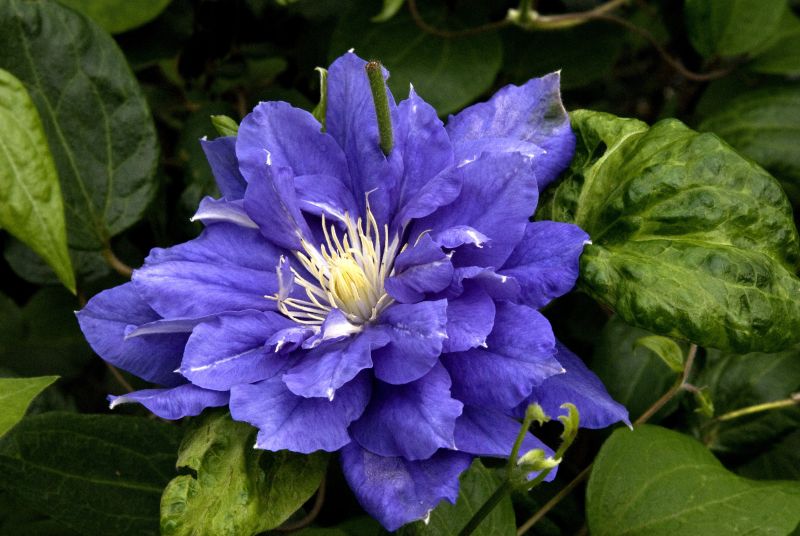 Clematis 'Kiri Te Kanawa' - Waldrebe 'Kiri Te Kanawa'