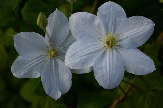 Clematis 'Madame Le Coultre' - Waldrebe 'Madame Le Coultre'