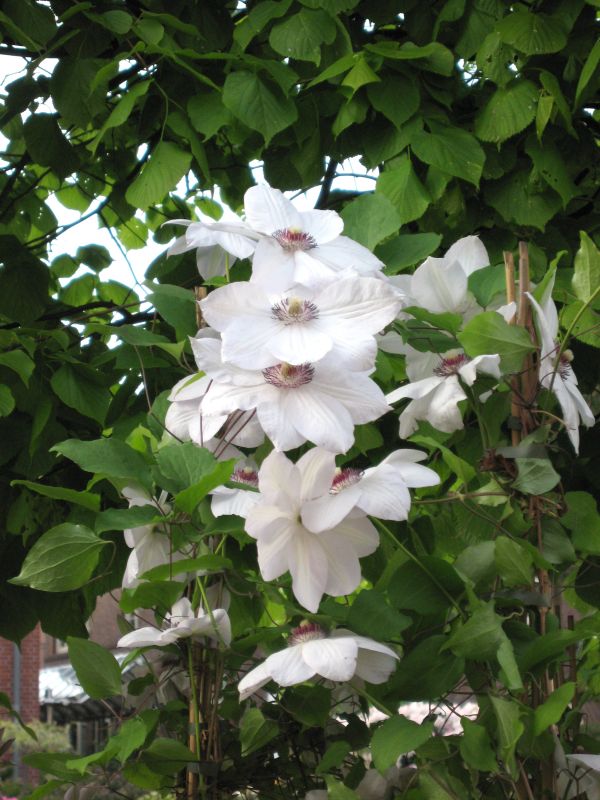 Clematis 'Miss Bateman' - Waldrebe 'Miss Bateman'