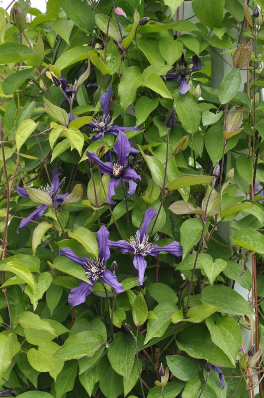 Clematis 'New Hendersonii' - Waldrebe 'New Hendersonii'