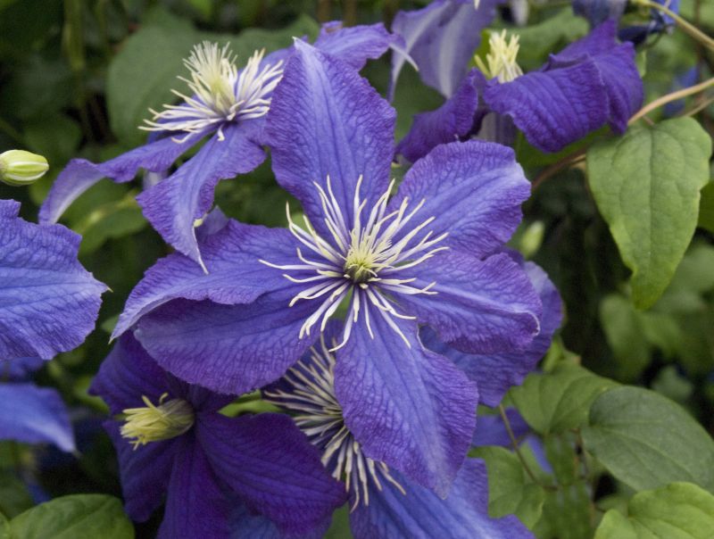 Clematis 'Rhapsody' - Waldrebe 'Rhapsody'