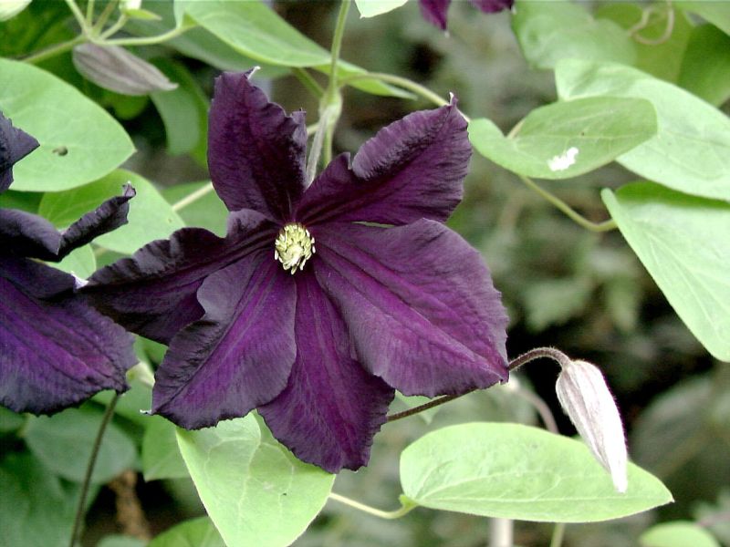 Clematis 'Romantica' - Waldrebe 'Romantica'