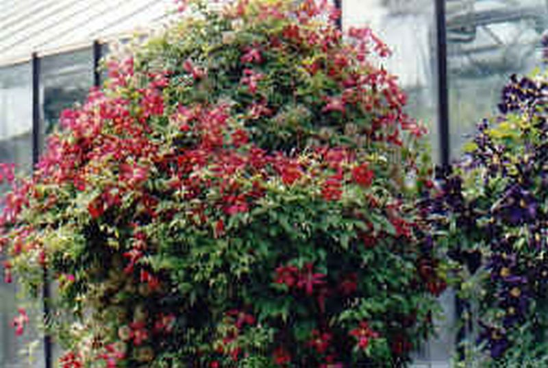 Clematis 'Rouge Cardinal' - Waldrebe 'Rouge Cardinal'