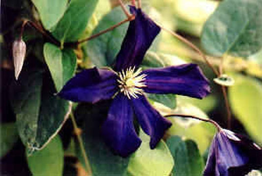 Clematis 'The President' - Waldrebe 'The President'