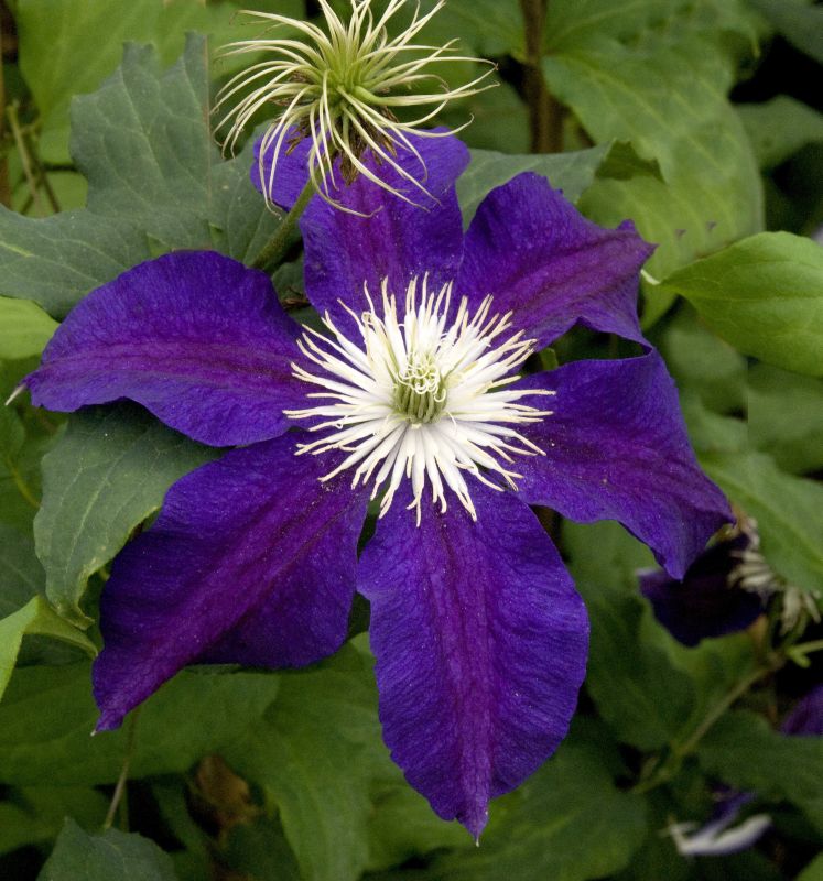 Clematis 'The Vagabond' - Waldrebe 'The Vagabond'