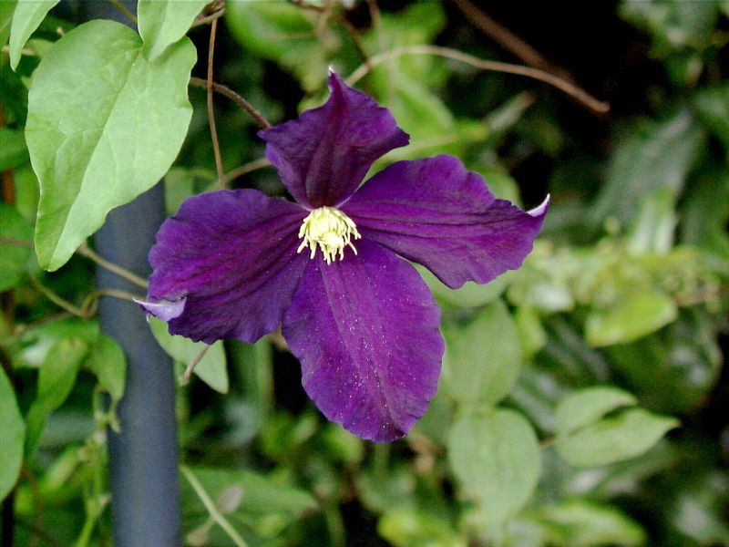Clematis 'Viola' - Waldrebe 'Viola'