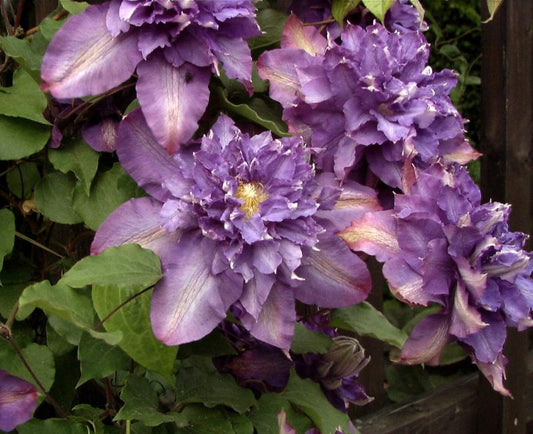 Clematis 'Vyvyan Pennell' - Waldrebe 'Vyvyan Pennell'