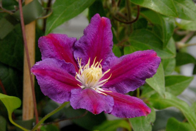 Clematis 'Hania' - Waldrebe 'hania'