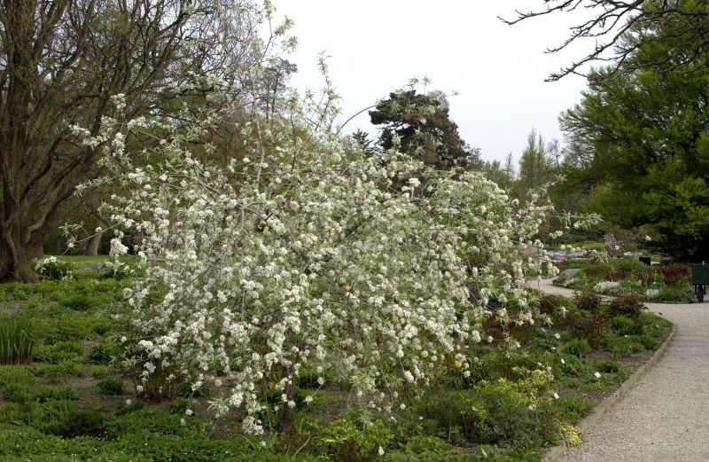 Pyrus salicifolia CAC - Weidenblättr.Birne