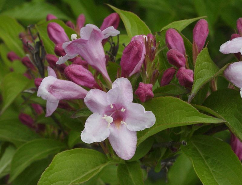 Weigela 'Boskoop Glory' - Weigelie 'Boskoop Glory'