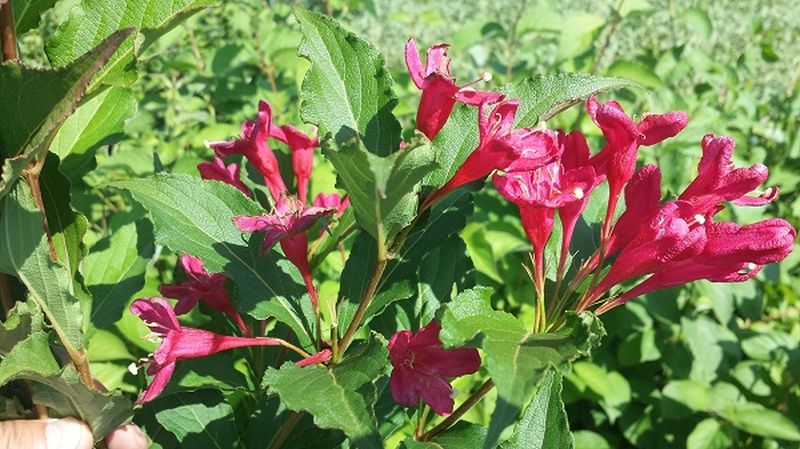 Weigela 'Eva Rathke' - Weigelie 'Eva Rathke'