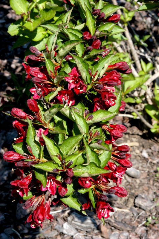 Weigela 'Lucifer' ® - Weigelie 'Lucifer' ®