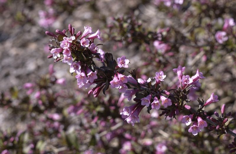 Weigela florida 'Purpurea' - Weigelie 'Purpurea'