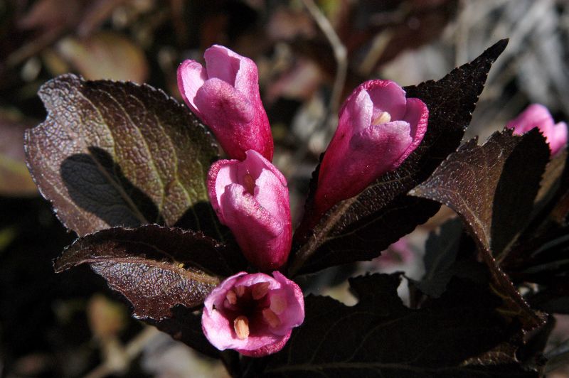 Weigela florida 'Ruby Queen' ® -S- - Weigelie 'Ruby Queen'