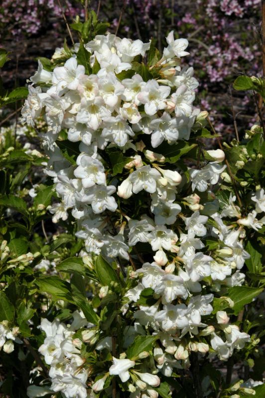 Weigela 'Snowflake' - Weigelie 'Snowflake'