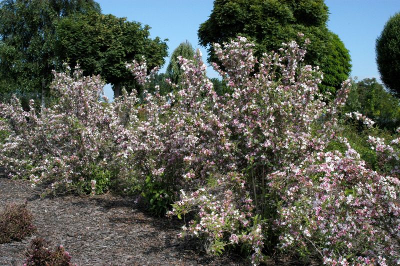 Weigela florida 'Suzanne' - Weigelie 'Suzanne'