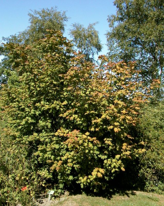Acer circinatum - Weinahorn