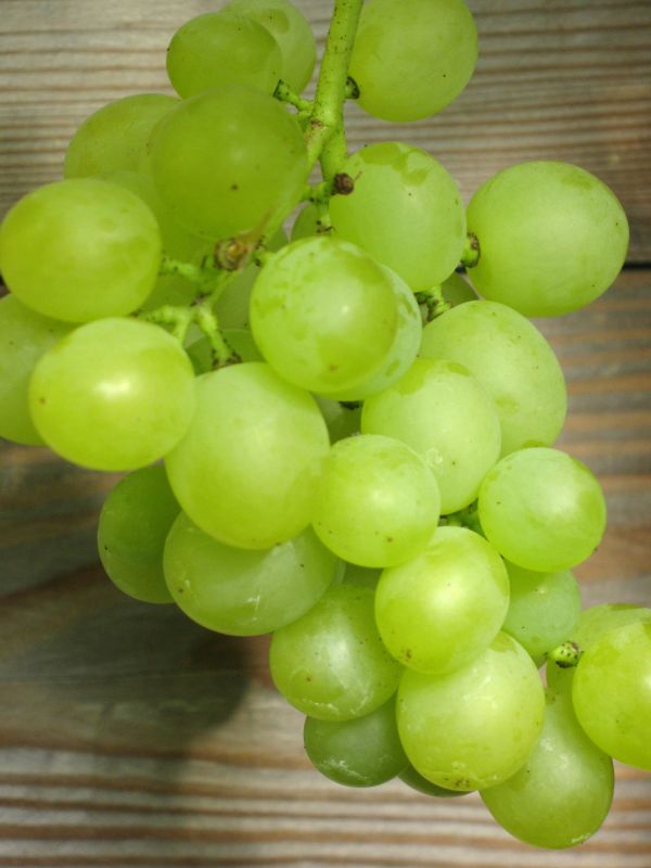 Vitis 'Bianca' - Weintraube 'Bianca'