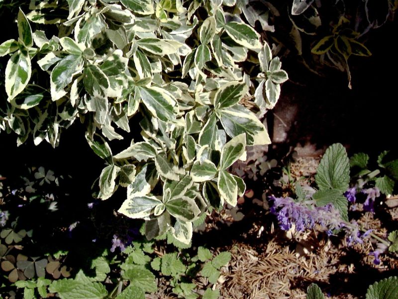 Euonymus fortunei 'Variegatus' - Weißbunte Kriechspindel 'Variegatus'