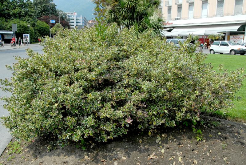 Ilex aquifolium 'Argentea Marginata' - Weißbunte Stechpalme 'Argentea Marginata'