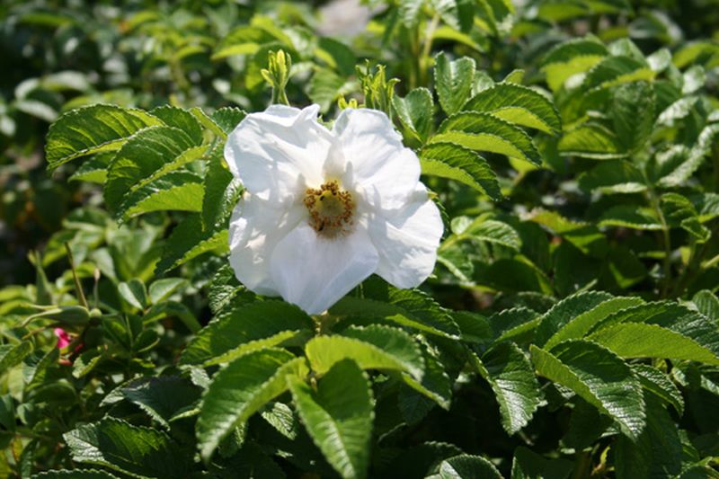 Rosa rugosa alba - Weiße Apfelrose
