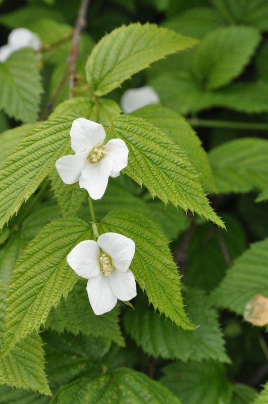 Rhodotypos scandens - Weiße Rosenkerrie