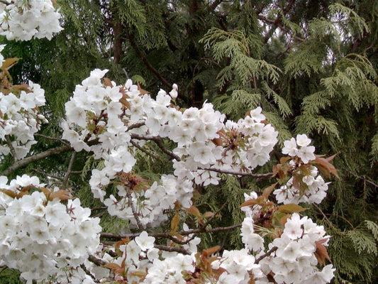 Prunus serrulata 'Taihaku' CAC - Weiße Zierkirsche