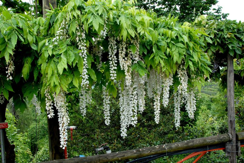 Wisteria floribunda 'Alba' - Weißer Blauregen