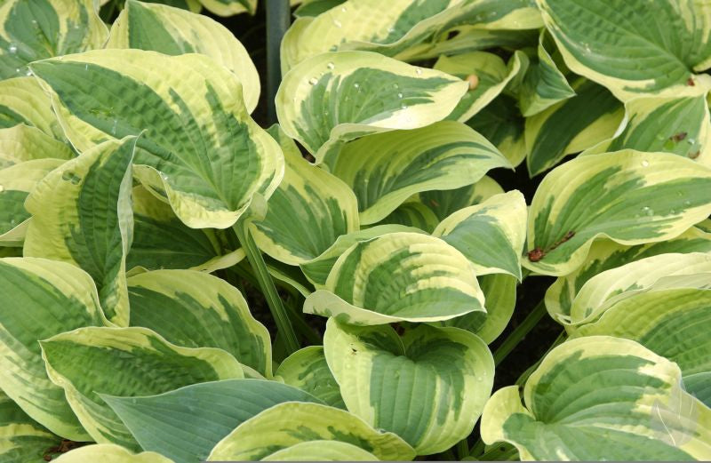 Hosta sieboldiana 'Wide Brim' - Weißrandige Garten-Funkie