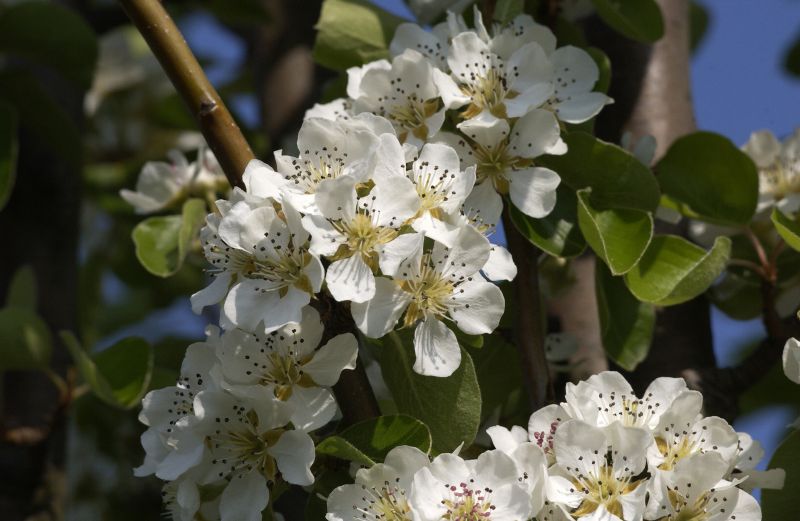 Pyrus communis 'Beech Hill' CAC - Wildbirne 'Beach Hill'