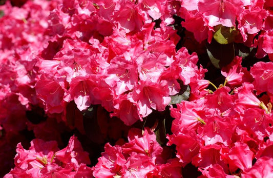 Rhododendron williams.'Gartendir. Glocker' - Williams.-Rhododendron 'Gartendir.Glocker'