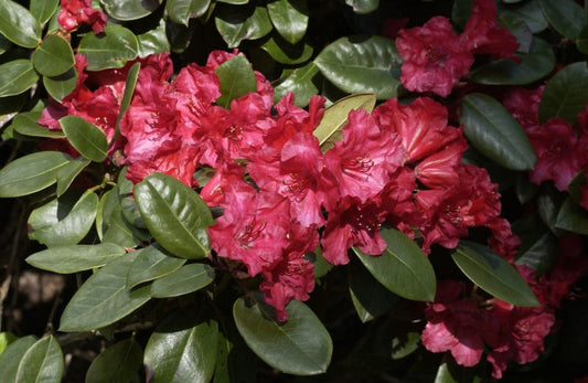 Rhododendron williams.'Tromba' - Williams.-Rhododendron 'Tromba'