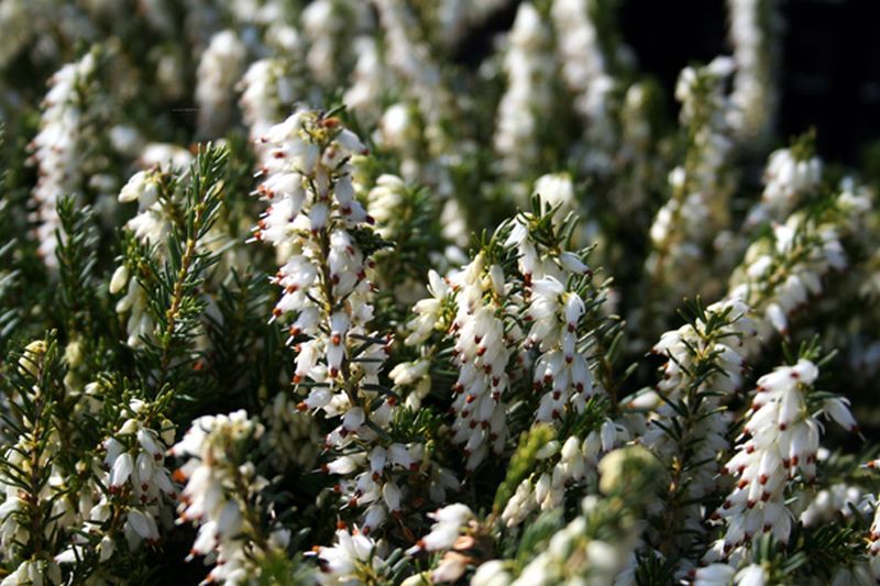 Erica x darleyensis 'White Perfection' - Winterblühende Heide 'White Perfection'