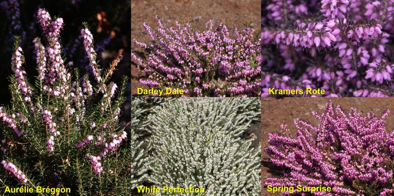 Erica x darleyensis in Sorten - Winterblühende Heide in Sorten