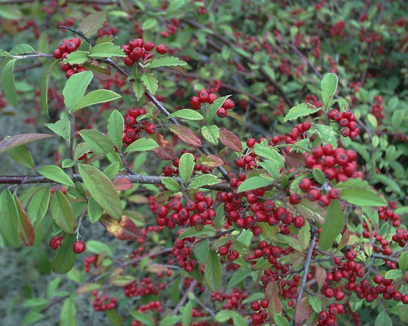 Cotoneaster watereri 'Cornubia' - Wintergrüne Baummispel 'Cornubia'