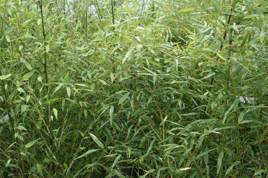 Fargesia nitida - Winterharter Bambus