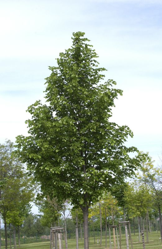 Tilia cordata 'Rancho' - Winterlinde 'Rancho'
