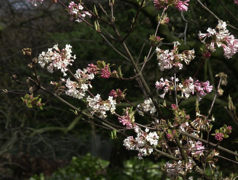 Viburnum bodnantense 'Charles Lamont' - Winterschneeball 'Charles Lamont'