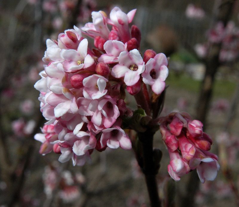 Viburnum bodnantense 'Dawn' - Winterschneeball 'Dawn'