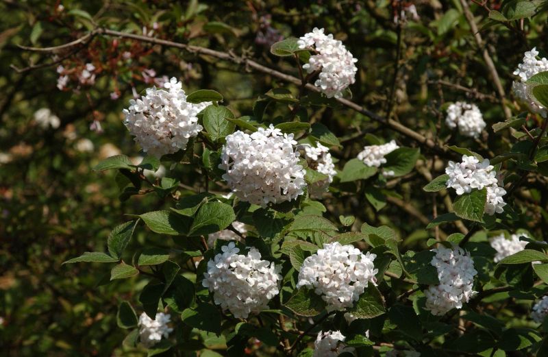 Viburnum carlesii 'Aurora' - Wohlriechender Schneeball 'Aurora'