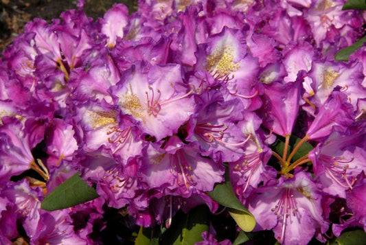 Rhododendron yak.'Bohlken's Lupinenbg.'® - Yaku-Rhododendr.'Bohlken's Lupinenberg'®