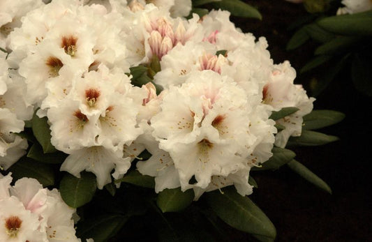 Rhododendron yak.'Bohlken's Snow Fire' ® - Yaku-Rhododendr.'Bohlken's Snow Fire' ®