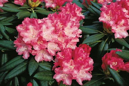 Rhododendron yakushimanum 'Anilin' - Yaku-Rhododendron 'Anilin'